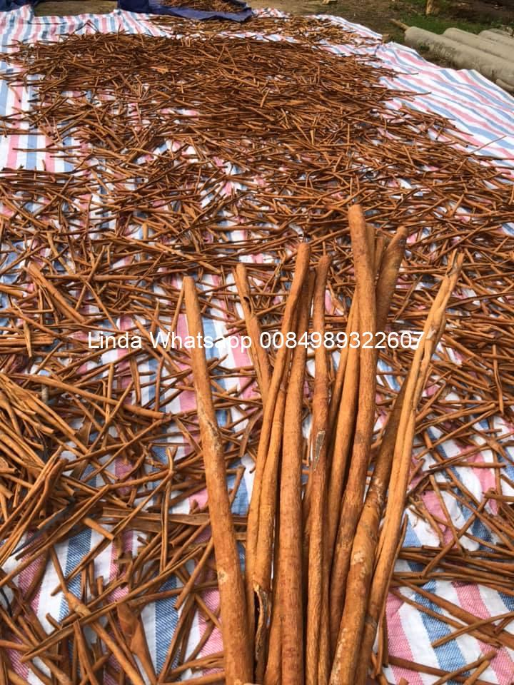 cinnamon_stick (40)